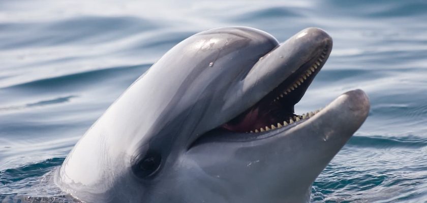 O que significa sonhar com golfinho