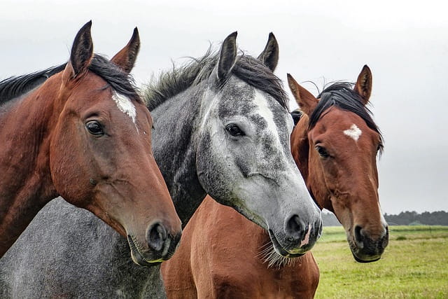 O que significa sonhar com cavalo preto? - abstracta - Filosofia,  Sociologia e Psicologia