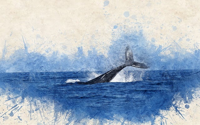 sonhar com baleia