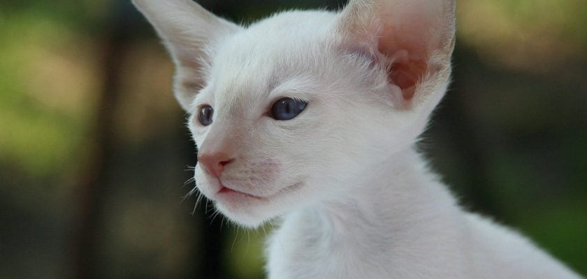 Sonhar com gato branco significado