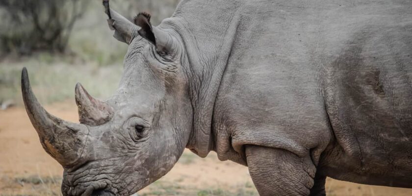 Sonhar com rinoceronte